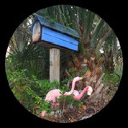 Flamingosis - Dromedary's / Halcyon